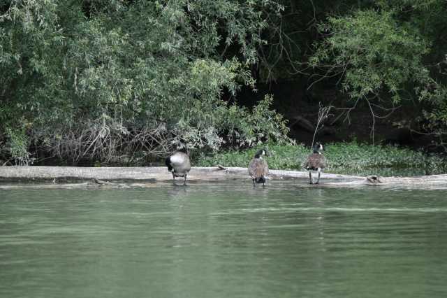 DSC_5602.JPG