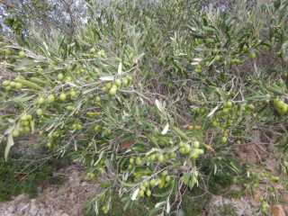 DSCN0686.JPG