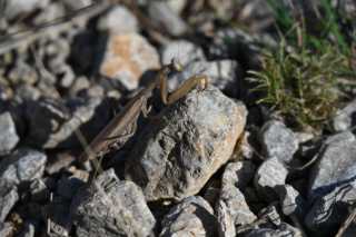 DSC_6984.JPG