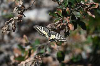 DSC_7005.JPG