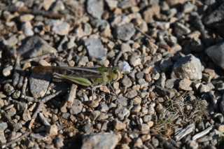 DSC_7007.JPG