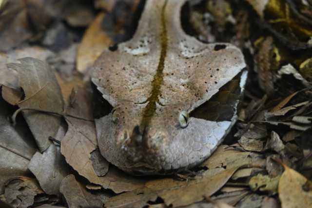 DSC_6162.JPG