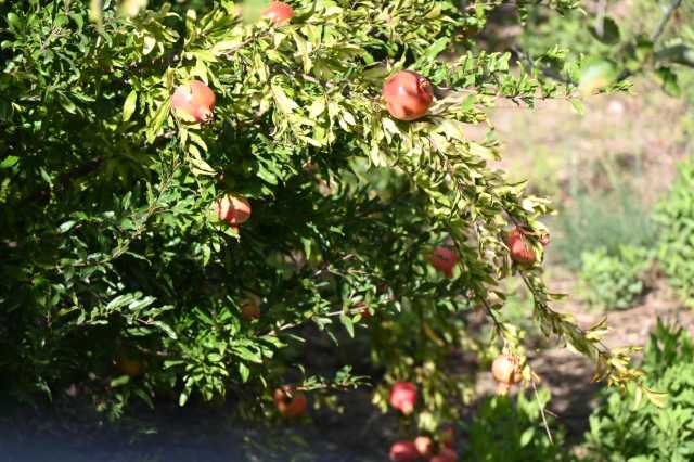 DSC_6639.JPG