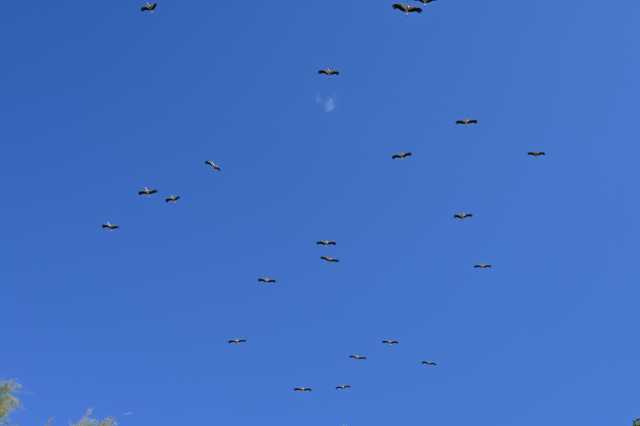 DSC_6679.JPG