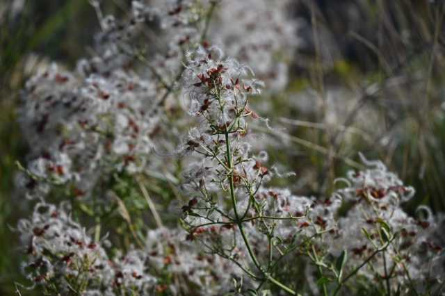 DSC_6977.JPG