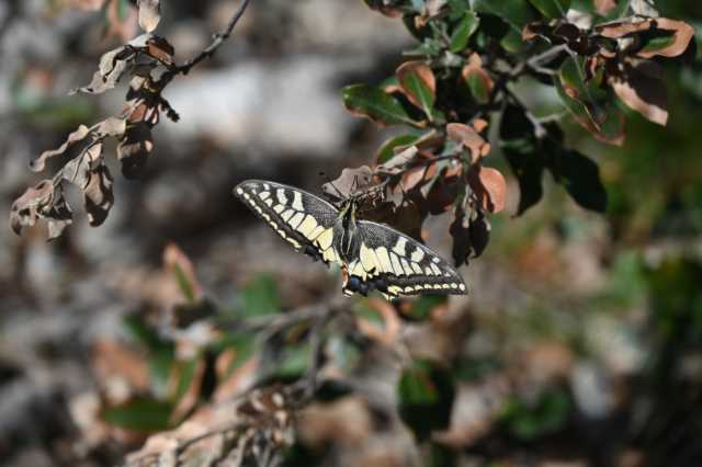DSC_7005.JPG