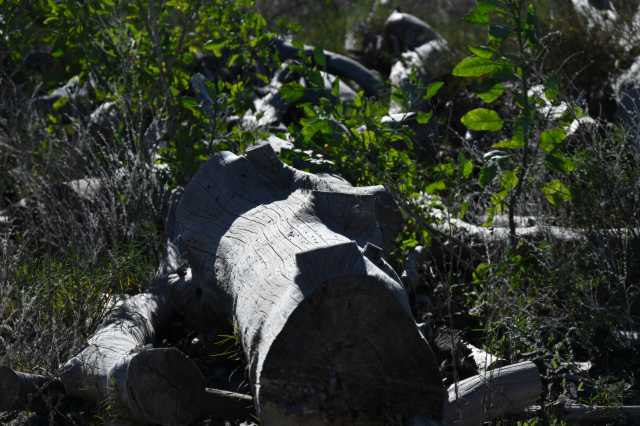 DSC_7652.JPG