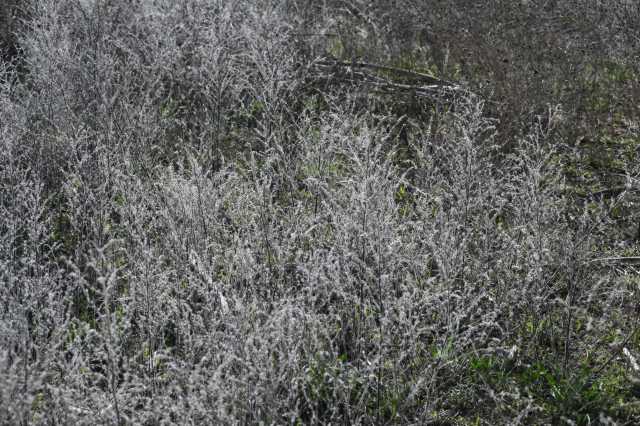 DSC_7654.JPG