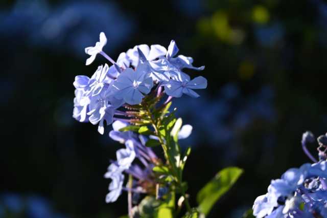DSC_7746.JPG
