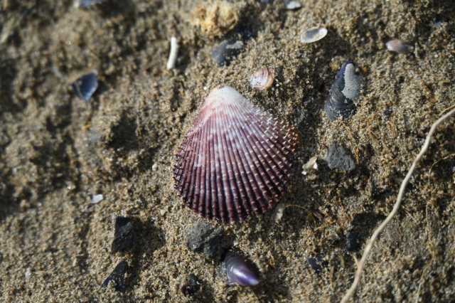 DSC_8225.JPG