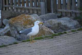 DSC_9093.JPG