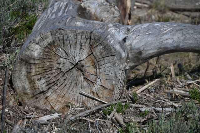 DSC_8981.JPG