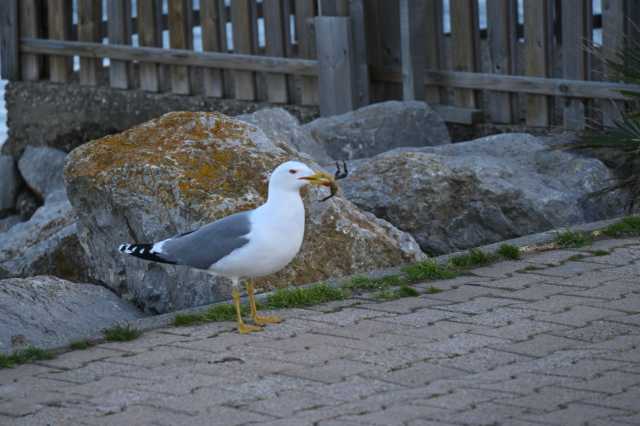 DSC_9093.JPG