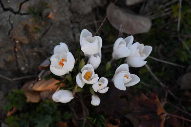 DSC_8887.JPG