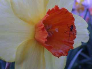 IMGP0046.JPG